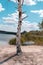 One Standup Paddle surfboard near a tree at the beach.