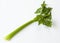 One stem of green celery on white background