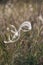 One stick of Stipa capillata rare plant as known as feather, needle, spear grass in steppe. Macro photo. Cappadocia