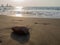 One stone on a background of black sand. The silence of the wild beach. Stones on the sandy beach. Black sand in the sun close-up