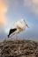 One stork build a nest. Dramatic golden blue sunset in the background, Skyscape