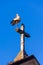 One stork at the top of the church and the cross