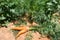 One strange carrot, green leaves on ground on sunny day. Carrots field. Close up. Top view.