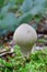 One Stump Puffbal mushroom, vertical orientation