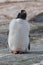 One subantarctic penguin on the stone beach. Antarctic Peninsula, Antarctica