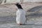 One subantarctic penguin on the stone beach. Antarctic Peninsula, Antarctica