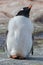 One subantarctic penguin on the stone beach. Antarctic Peninsula, Antarctica