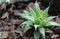 One succulent and cactus in a pot on the window. Aloe A genus of succulent plants of the Asphodelic family of the