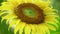 One Sunflower With Insect Glistening Sunlit Background Footage