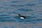One swimming thick-billed murre bird Uria lomvia, blue waved w