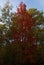 One tall tree with red leaves surrounded by trees with green and yellow leaves in the autumn in Minnesota