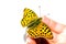 One tamed butterfly on female finger