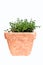 One terracotta pot with fresh homegrown thyme
