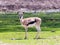 One Thomson`s gazelle Eudorcas thomsonii stands on the pasture and looks around