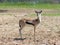 One Thomson`s gazelle Eudorcas thomsonii stands on the pasture and looks around
