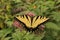 One Tiger swallowtails on Joe Pye Weed