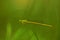 One tiny dragonfly sitting on a Green strip of grass