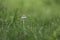 One Tiny Mushroom and Early Morning Dew Droplets in Green Blades of Grass