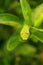 One Tiny Vivid Green Lime Swallowtail Caterpillar Resting on a Lime Tree Leaf