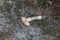 One toadstool mushroom lies on gray sand and green moss
