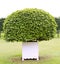 One topiary tree