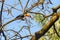 One toucan perched among tree branches during the afternoon