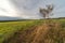 One tree on an autumn oblique field