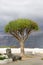 One tree of Dracaena draco. Symbol Canaries islands