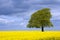 One tree in a field of vibrant yellow oil seed rape