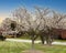 One tree filled with white blossoms located outside in a neighborhood