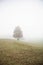 One tree on a foggy morning with a small barn on the background