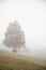 One tree on a foggy morning with a small barn on the background