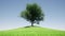 One tree hill Blue sky green landscape summer field nature background