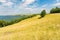 One tree on the meadow in high mountain landscape