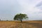 One Tree in savana