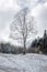 one tree in snow swiss mountain