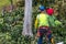 One tree trimmer with gear preparing to climb