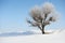 One tree in winter, beautiful wild landscape with bright snow, nature concept