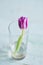 One Tulip color ultra violet in a glass of water, place for your text, mock up, mother\'s day card.