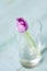One Tulip color ultra violet in a glass of water, place for your text, mock up, mother\'s day card.
