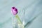 One Tulip color ultra violet in a glass of water, place for your text, mock up, mother\'s day card.