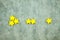 One, two and three of yellow wood star for vote quality satisfaction