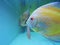 One type of albino discus fish in an aquarium