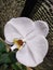 One type of moon orchid that blooms perfectly in a nature tourist park. Nature concept.
