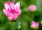 One type of pink chrysanthemum flowers or Thai name call Mam Chompoo and also show part of leaves with stalk on green background