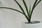 One type of snake plant or Sansevieria