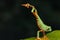 One very interesting moment in nature. Green frog up close. The frog jumps on a green leaf. Dark background.