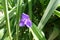 One violet flower of spiderwort