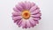 One violet gerbera flower closeup. Single decorative daisy. Design element. Summer flower. Floral abstract background. Generative