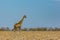 One walking male giraffe, savanna with bushes, blue sky